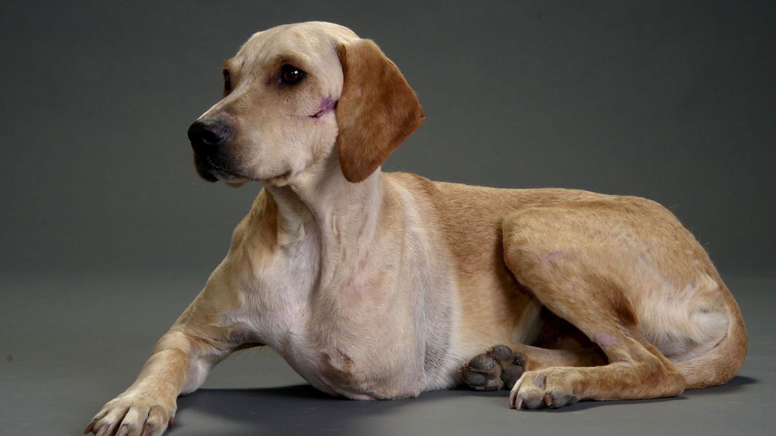 Amputee & disabled dogs can benefit from a massage.