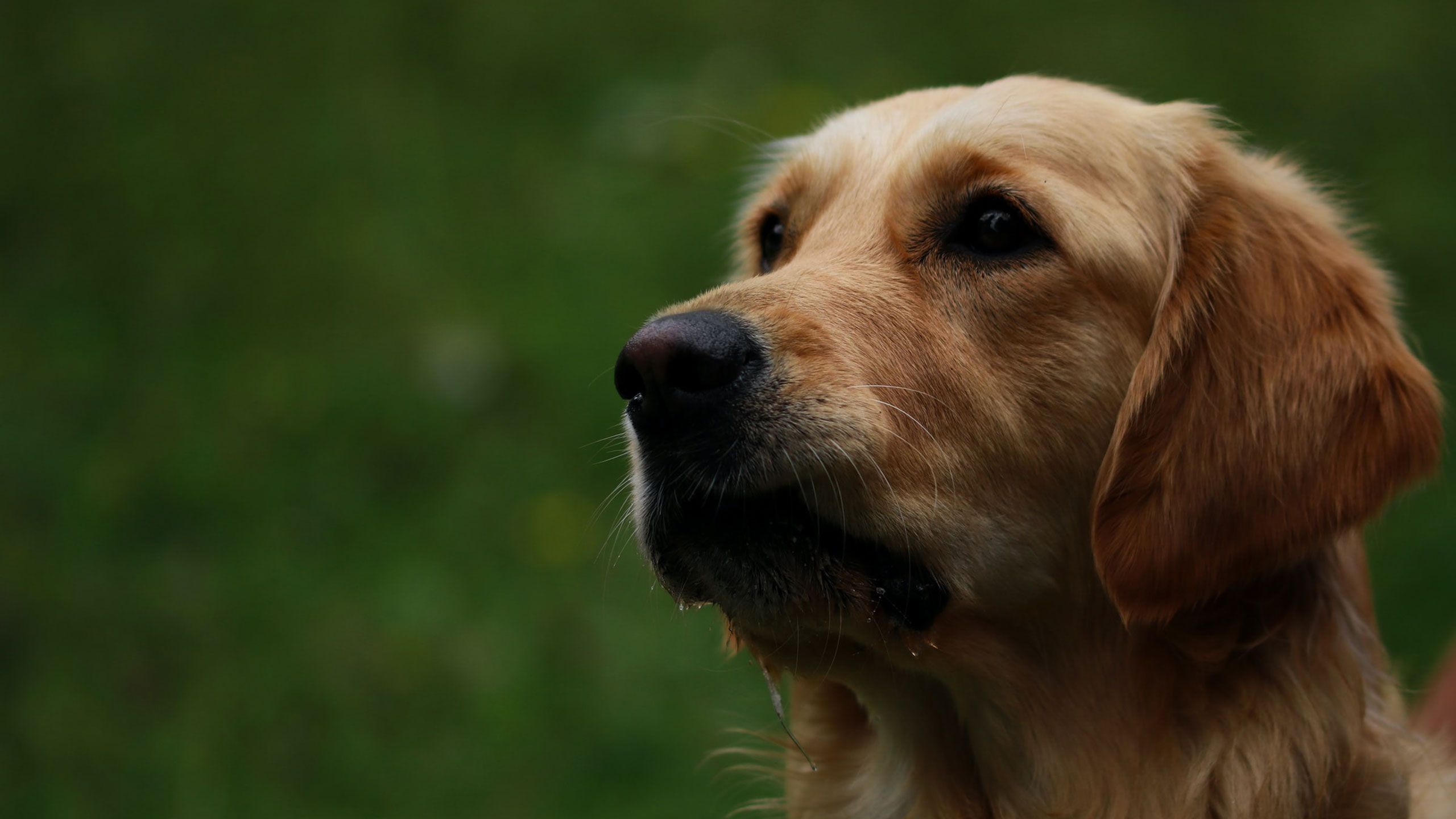 Hip Dysplasia in dogs can be beneficial with a massage.