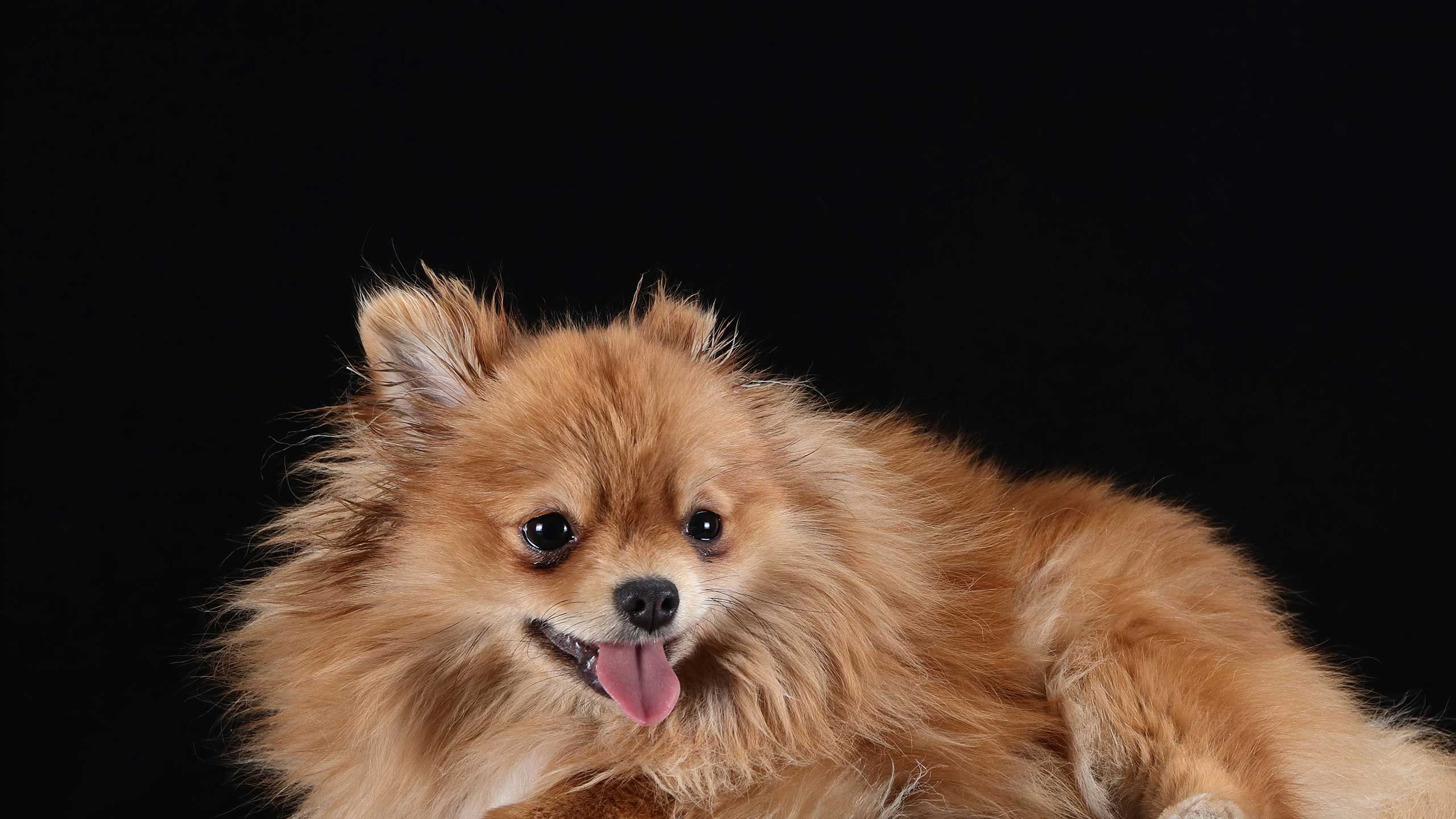 dogs with luxating patella can benefit from a masage.